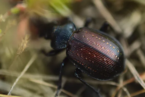 Calosoma lepidum