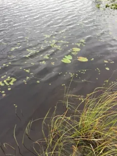 Pygmy Water-lily thumbnail 3
