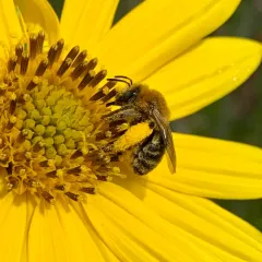 Dark-veined Longhorn Bee thumbnail 2