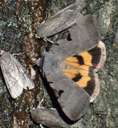 Married Underwing thumbnail 2