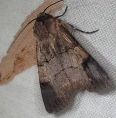 Grote's black-tipped quaker thumbnail 3