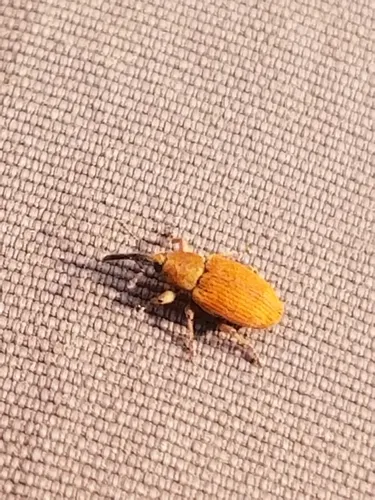Red Sunflower Seed Weevil