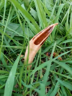 lantern stinkhorn thumbnail 2