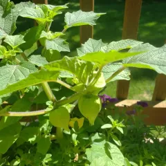 Strawberry Groundcherry thumbnail 2