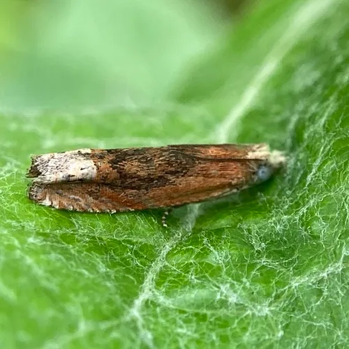 Reddish Eucosma Moth