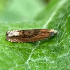 Reddish Eucosma Moth thumbnail 1