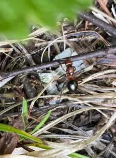 Pitted Mound Ant thumbnail 3