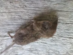 Pacific Shrew thumbnail 2