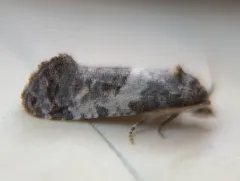 Black-tipped Rudenia Moth thumbnail 3