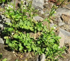 Siberian bittercress thumbnail 4