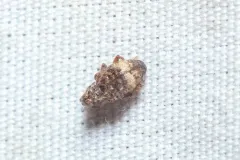 Conotrachelus corni thumbnail 2