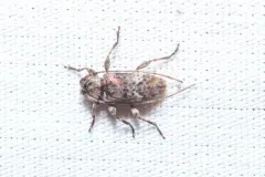 Sternidius misellus thumbnail 2