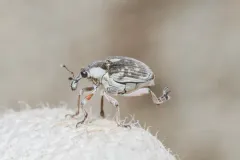Phytobius leucogaster thumbnail 3