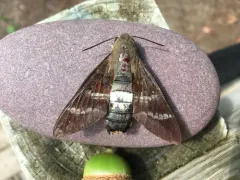Fadus Sphinx thumbnail 2