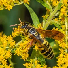 Five-banded Thynnid Wasp thumbnail 2