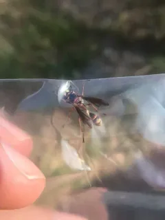 Physocephala sagittaria thumbnail 3