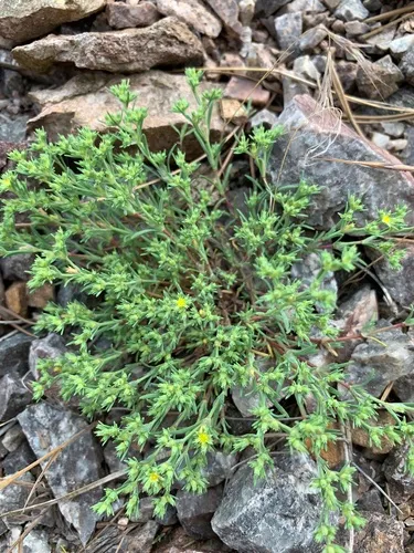 James' Nailwort