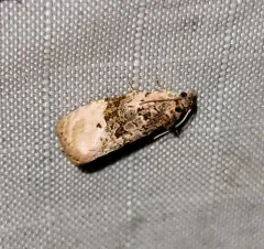 Pink-washed Leafroller Moth thumbnail 2