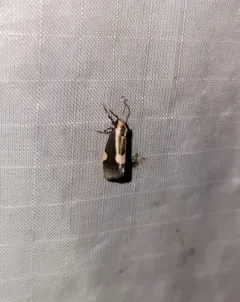 Packard's Lichen Moth thumbnail 3