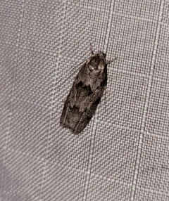 Dotted Antaeotricha Moth thumbnail 4