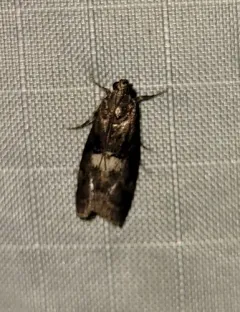 Engel's Salebriaria Moth thumbnail 4