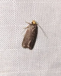Glyphidocera lithodoxa thumbnail 2