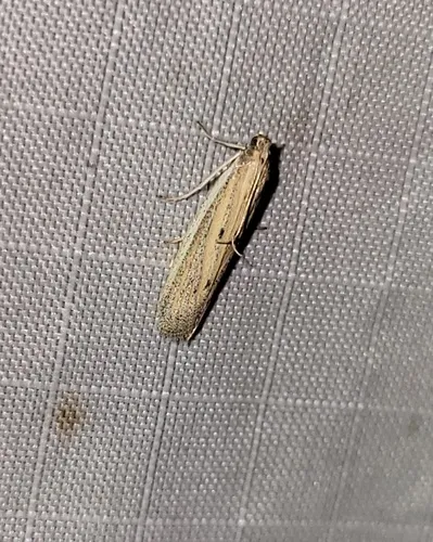 Bandera binotella