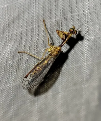 Beautiful Mantidfly