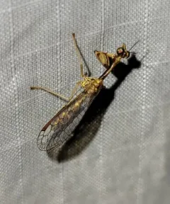 Beautiful Mantidfly thumbnail 1