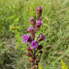 Rocky Mountain blazing star thumbnail 2