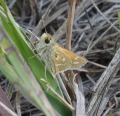 Plains Branded Skipper thumbnail 2
