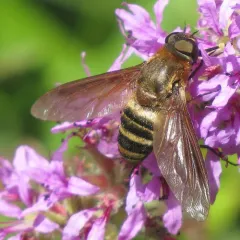 Exoprosopa fasciata thumbnail 3