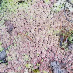 Northern Peatmoss thumbnail 4