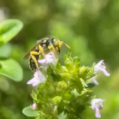 Eastern Miner Bee thumbnail 1