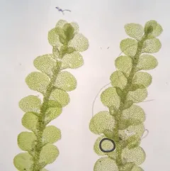 Western Pouncewort thumbnail 1