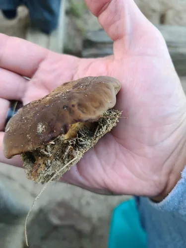 Coltricia montagnei