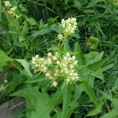 False Indian Plantain thumbnail 2