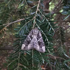 Betrothed Underwing thumbnail 3