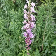 dense blazing star thumbnail 3