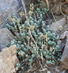 Orpine Stonecrop thumbnail 2
