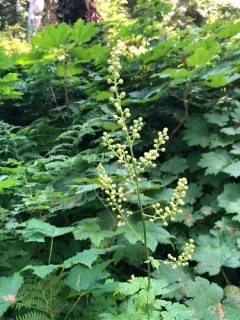 Mount Hood baneberry thumbnail 3