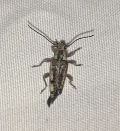 Atimia dorsalis thumbnail 2