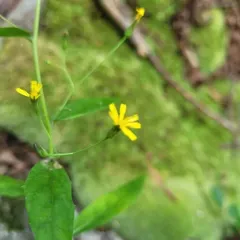 Panicled Hawkweed thumbnail 2
