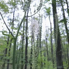 black cohosh thumbnail 2