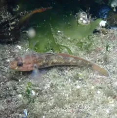 Blackeye Goby thumbnail 1
