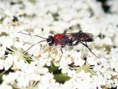 Neotypus nobilitator thumbnail 2