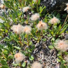 Hooker's Mountain-Avens thumbnail 4