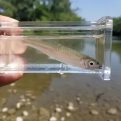 Silver Shiner thumbnail 3