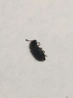 Red-legged Ham Beetle thumbnail 3