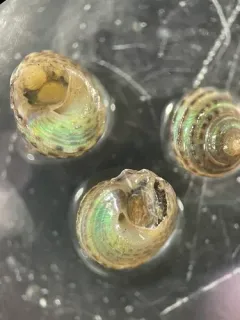 Lirularia lirulata thumbnail 3